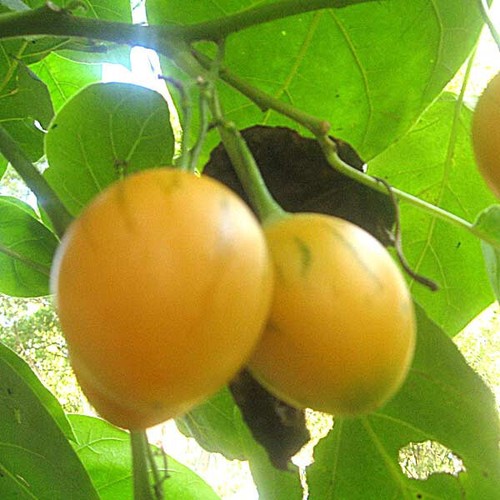 Cyphomandra betacea 20 seeds - betacea,