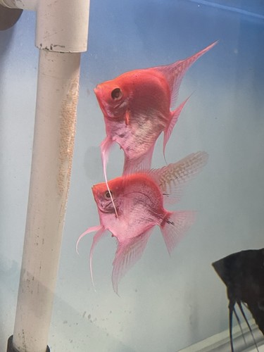 Proven breeding pair pink