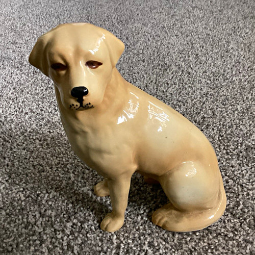 Labrador retriever dog - labrador/retriever,