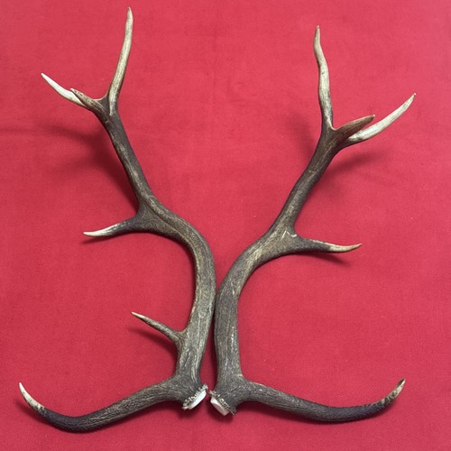 Pair red deer antlers - deer,