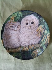 Tawny Owl Chicks Wedgwood