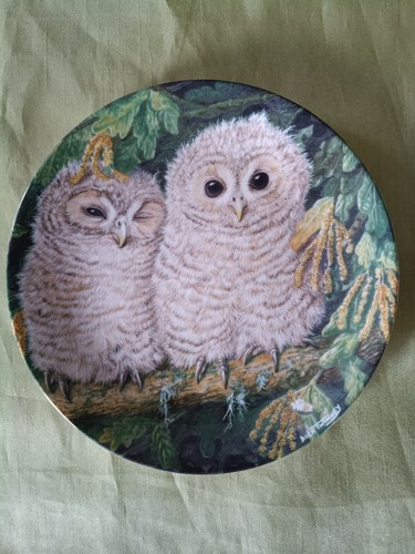 Tawny owl chicks - owl,