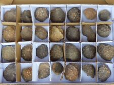Bulk Lot of  28 Fossil Coral Hexagonia  Disphyllidae Unpolished Morocco Devonian