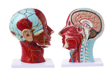 27cm Human Head & Neck