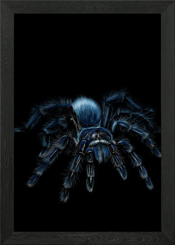 Tarantula sketching framed - tarantula,