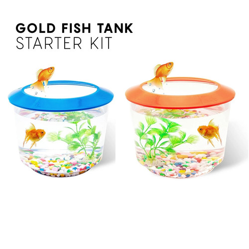 Goldfish small fish bowl - fish,