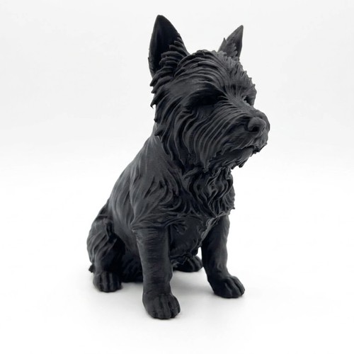 West highland terrier - west, dog