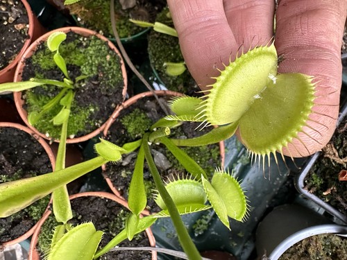 Dionea muscipula allgreen - muscipula,