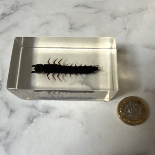 National geographic bug - national,