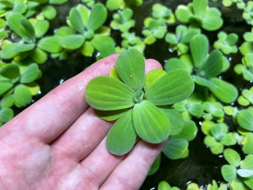 Dwarf water lettuce - x,