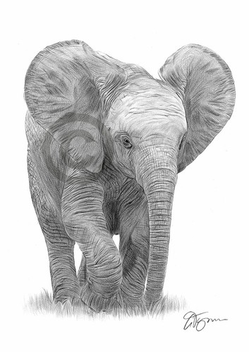 Baby elephant art pencil - elephant,