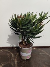 1L Nerium 'Oleander' Evergreen