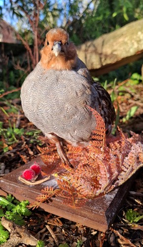 English partridge game bird - game,