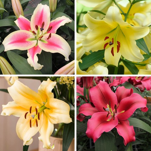 Skyscraper lily collection - collection, set