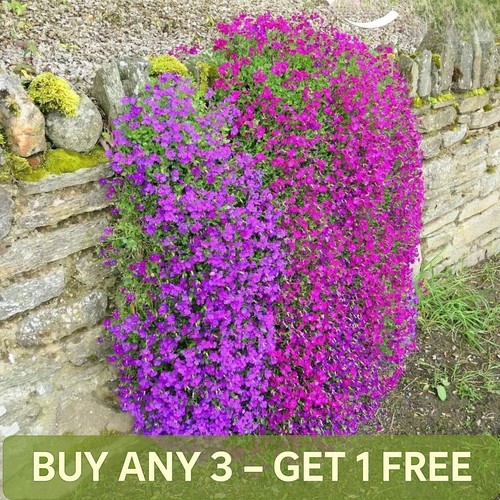 Rock cress cascade purple 300 - cress,