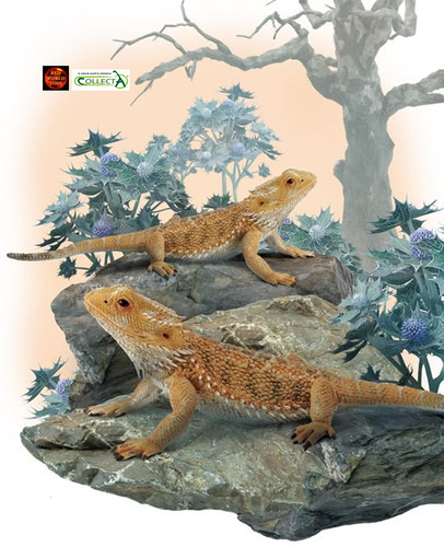 Bearded dragon lizard reptile - dragon,