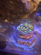 Acan Lord High End Coral Frag