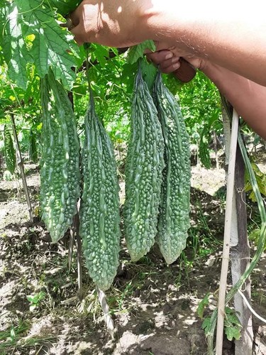 Kerela bitter gourd melon - kerela,