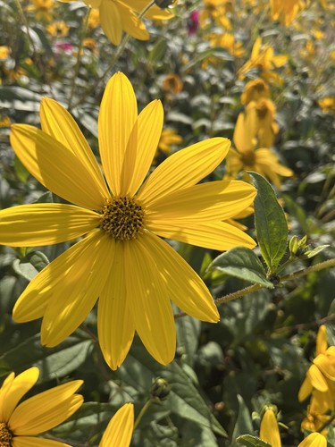 Yellow rudbeckia plants - 5x,