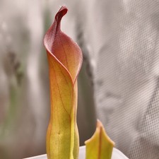Heliamphora Neblinae - Cerro