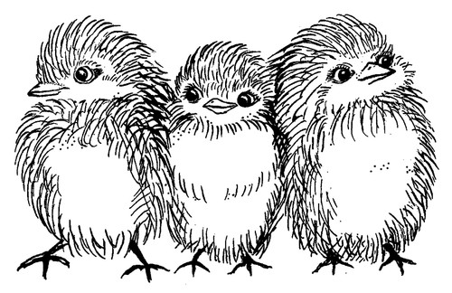 Fluffy chicks baby birds cling - chicks,