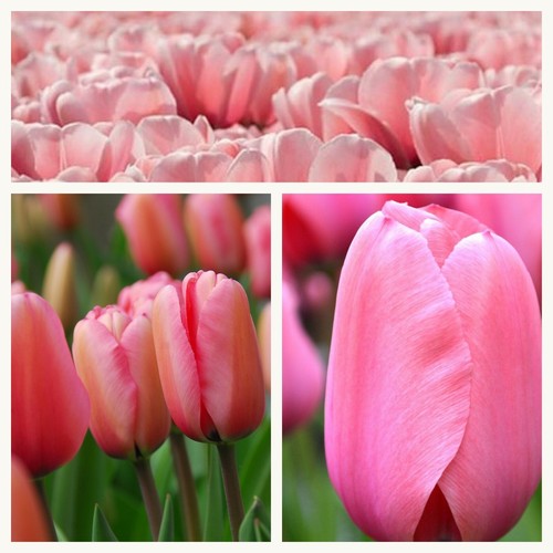 Darwin tulip pink impression - tulip,