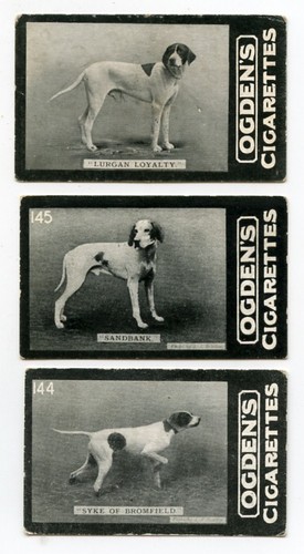 Pointer english gun dog - pointer,