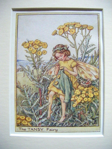 Vintage flower fairies - flower,