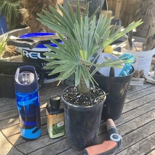 Trachycarpus Princeps Palm