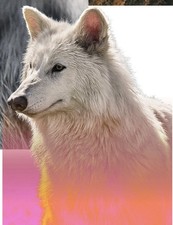 Man size Viking Dire Wolf Bracelet Metal Beads & Lava Rock Strong Stretch