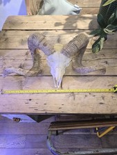 Real Rams Skull with Horns