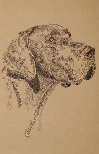 Great dane portrait rainbow - great,