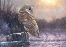 Barn Owl Christmas cards pack