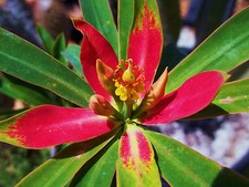 Euphorbia punicea, Jamaican