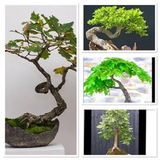 Ancient English Oak 3/4 years old Bonsai Starter Tree! Or Statement Garden Tree