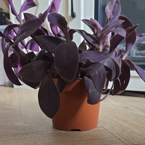 Tradescantia pallida purple - pallida, ‘purple