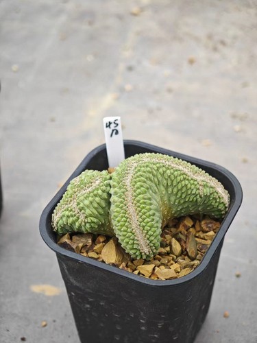 Rare live house plant - house,