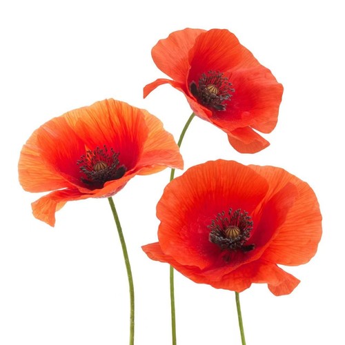 Red poppy flowers - red, wall