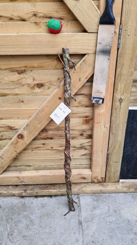 Twisted twisty wood birch - twisty,