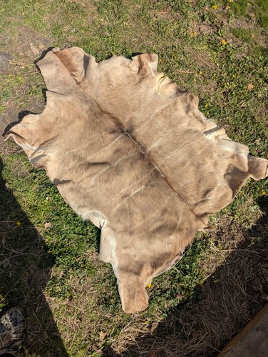 Greater kudu skin - kudu,