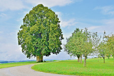 TILLIA PLATYPHYLLOS.  LINDEN