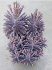 RARE: 20 x Mother Of Millions tiny plantlets offsets (Kalanchoe Tubiflora)