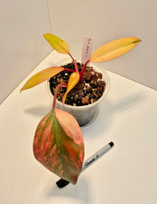 Philodendron Strawberry Shake