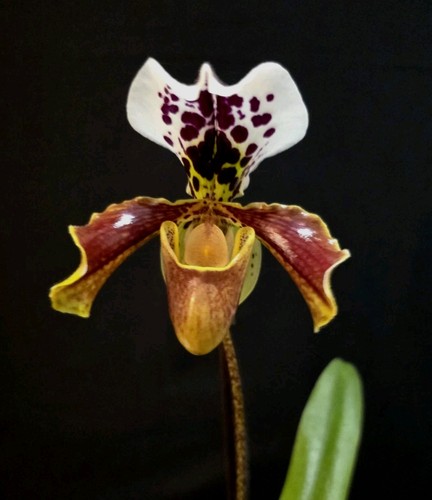 Paphiopedilum american hybrid - american,