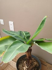 Musa Dwarf Cavendish Exotic
