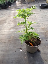 Pelargonium  Unknown