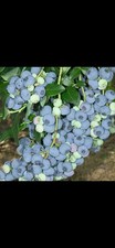 Blueberry Plant Goldtraube