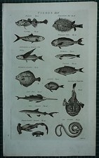 1786 PRINT ~ FISHES SAW FISH BLUE SHARK HAMER-HEAD SEA SNAKE SALPA REMORA