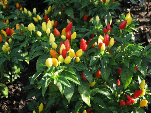 Chilli seeds ornamental - chilli, x