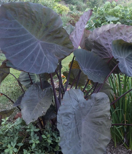 Colocasia noble gigante plug - noble,